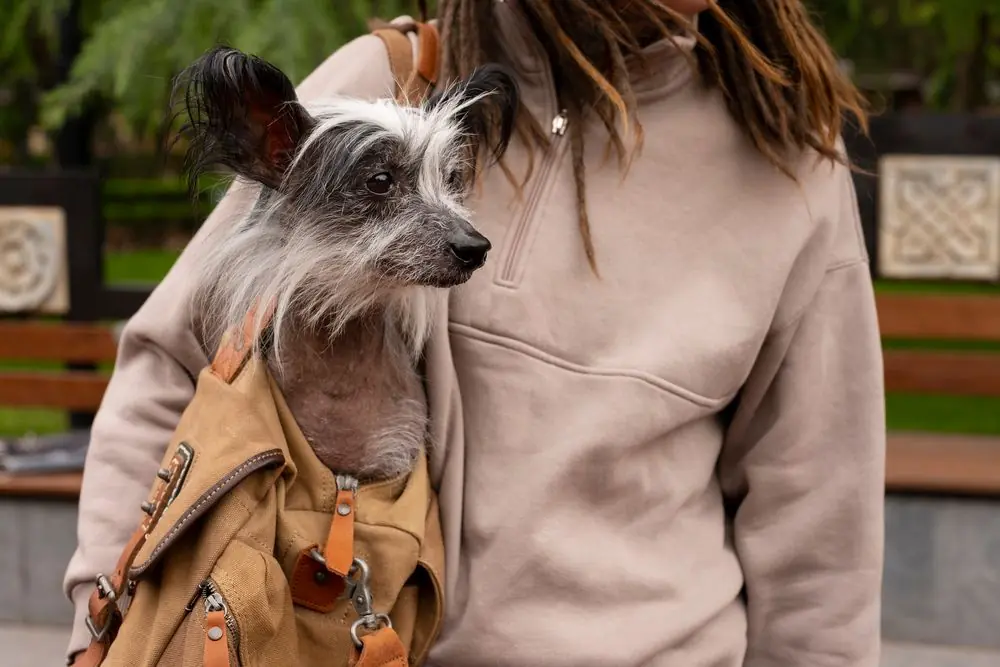 Perro Crestado Chino descansando en el bolso de su dueña