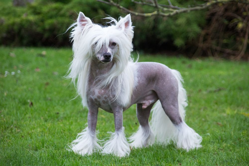 Perro Crestado Chino explorando un campo de hierba