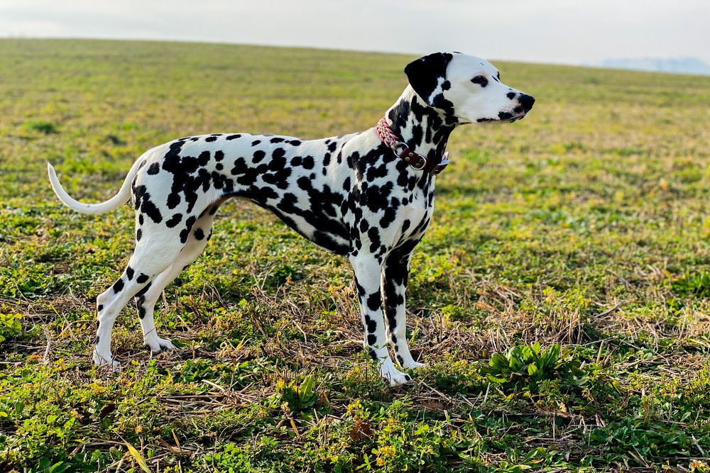 Dálmata explorando en el exterior.