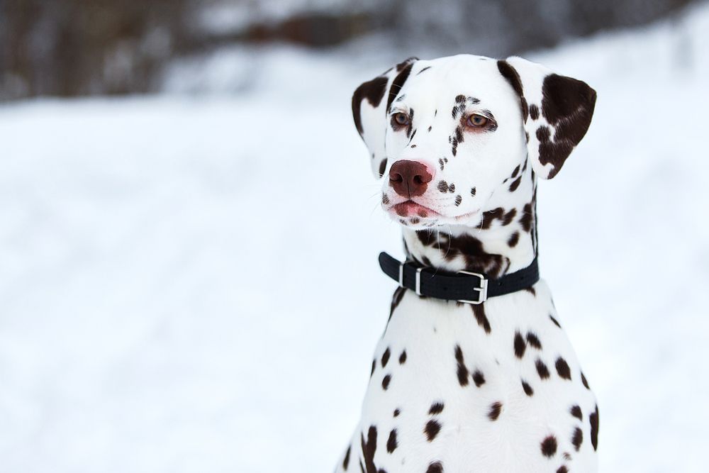 Dálmata descansando sobre la nieve.