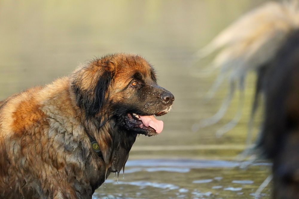 Perro Leonberger mojado disfrutando de un juego con agua al aire libre