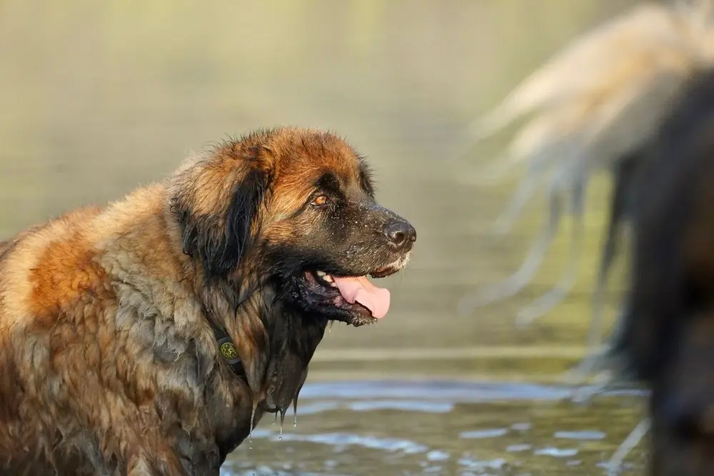 Perro Leonberger mojado disfrutando de un juego con agua al aire libre