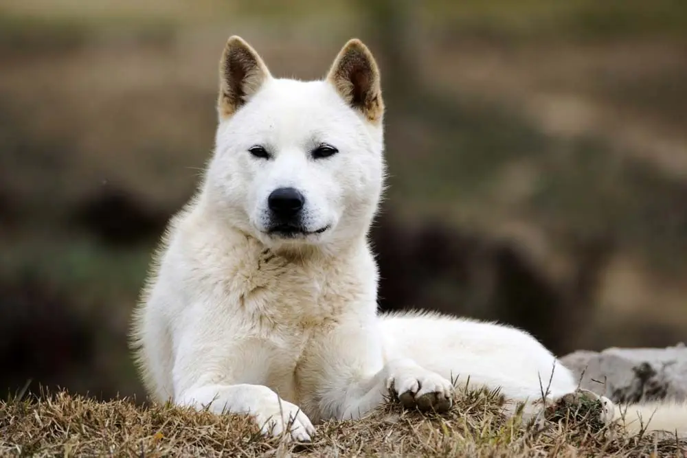Perro de Chindo o Jindo coreano: Características, Cuidados y Carácter