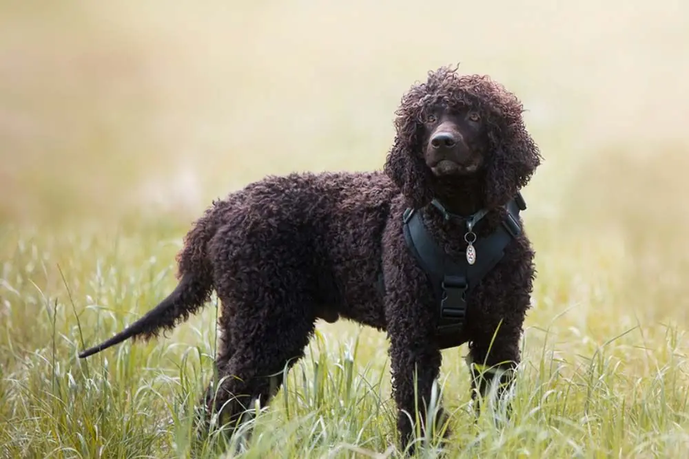 Perro de agua irlandés o Irish water spaniel: Características, Cuidados y Carácter