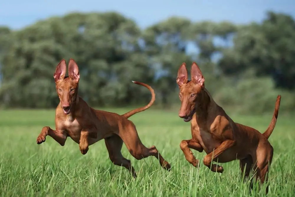 Perro del faraón: Características, Cuidados y Carácter