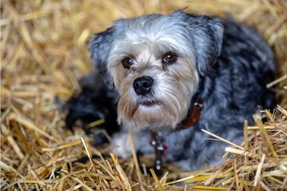 Pequeño perro león. Características, Cuidados y Carácter
