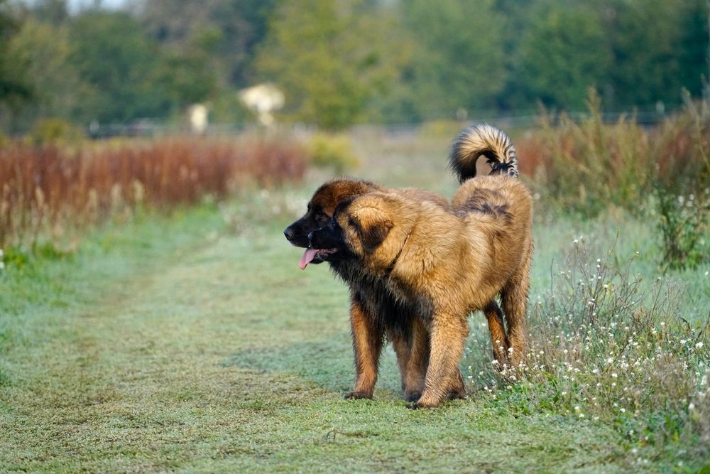Perros Leonberger disfrutando de un juego en el campo