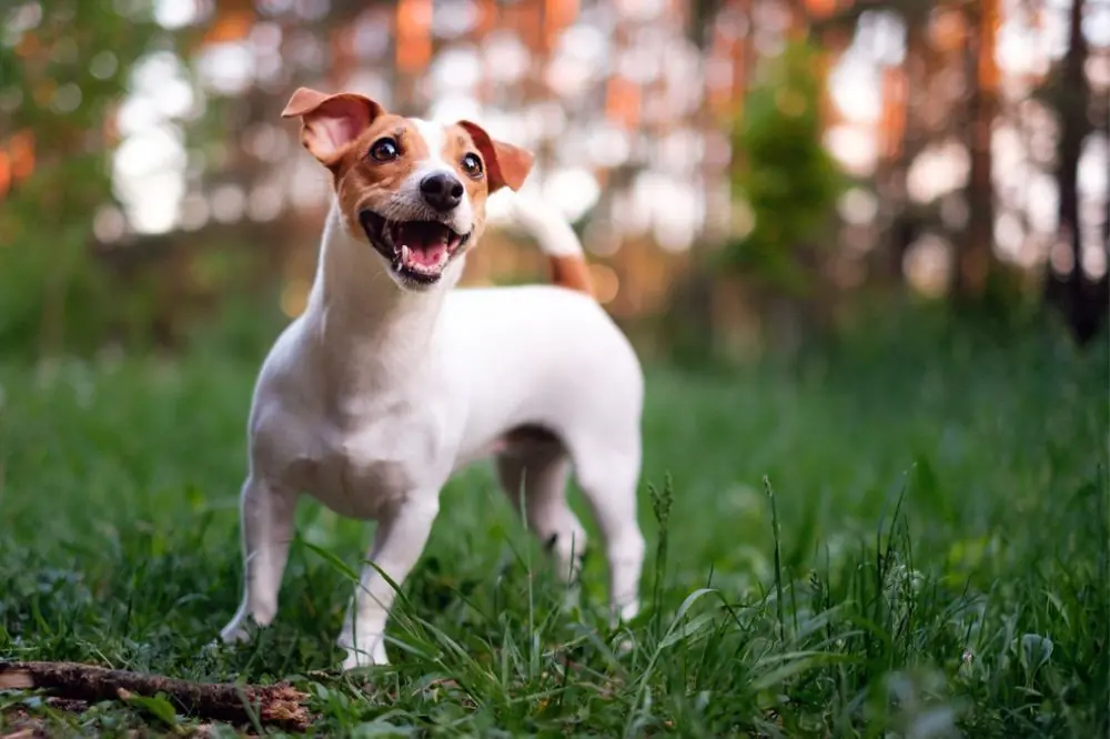 Personnalite du Jack Russell Terrier