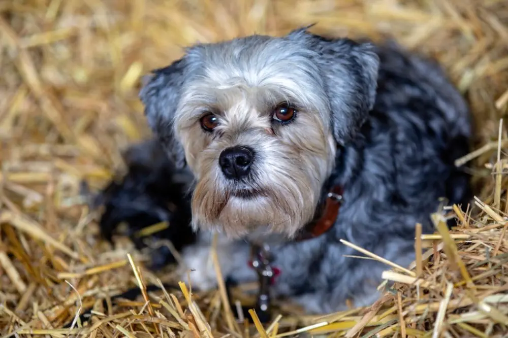 Little Lion Dog: caratteristiche, cura, alimentazione e carattere