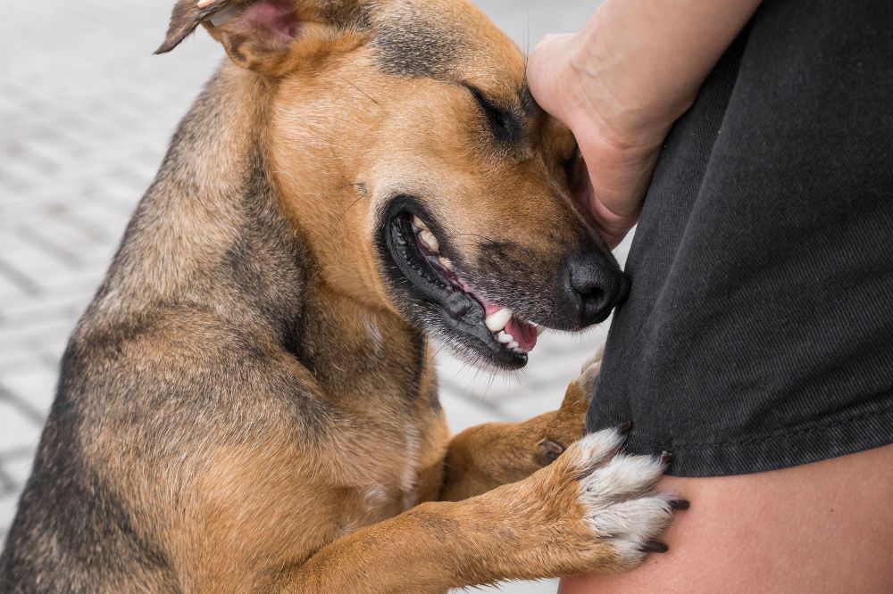 Pourquoi est il important de soccuper de son chien en ete