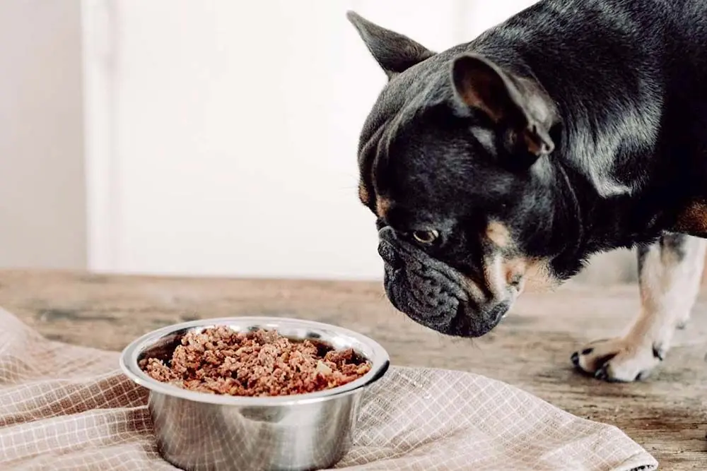 Pourquoi le chien ne mange-t-il pas ? Découvrons les causes