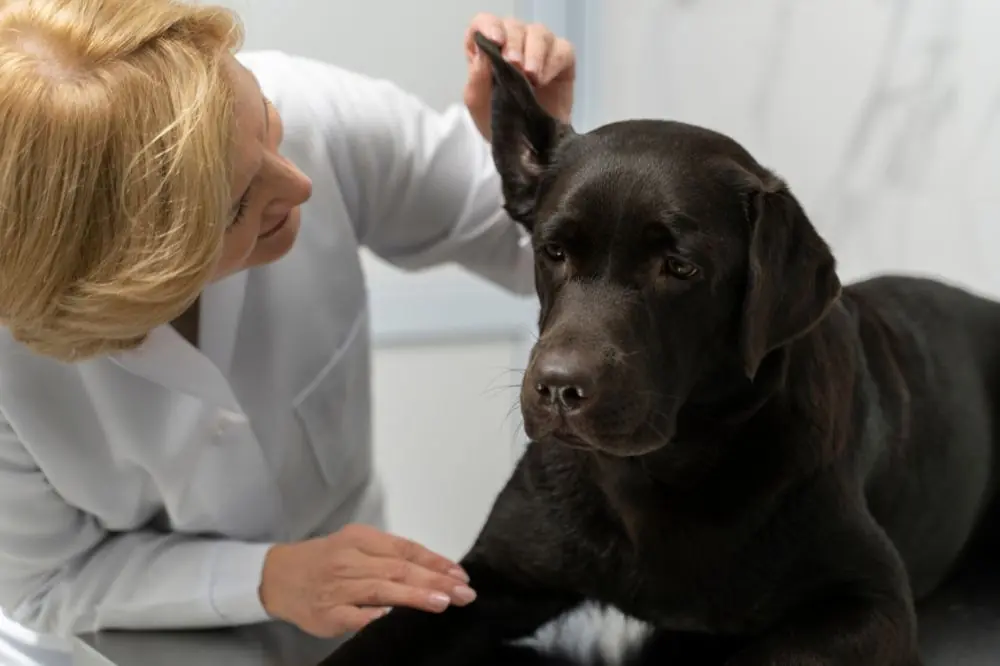 Prenez soin de votre animal de compagnie