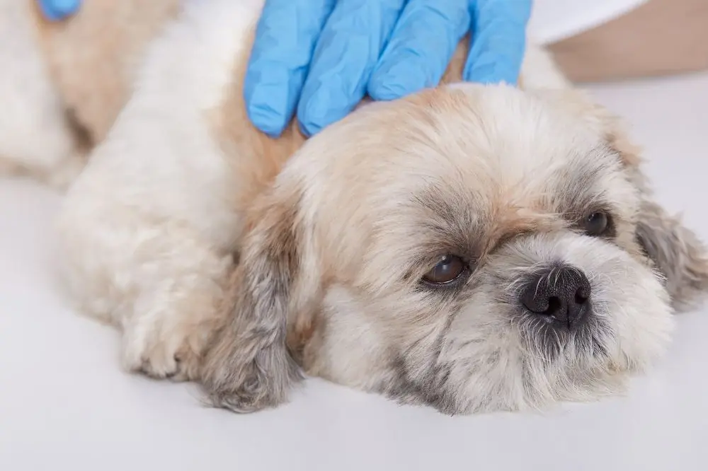 Prevenzione del cancro alla gola nei cani