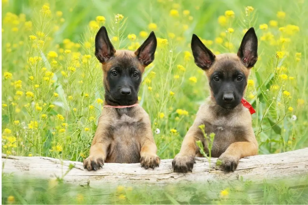 Principaux problemes de sante et comment les prevenir