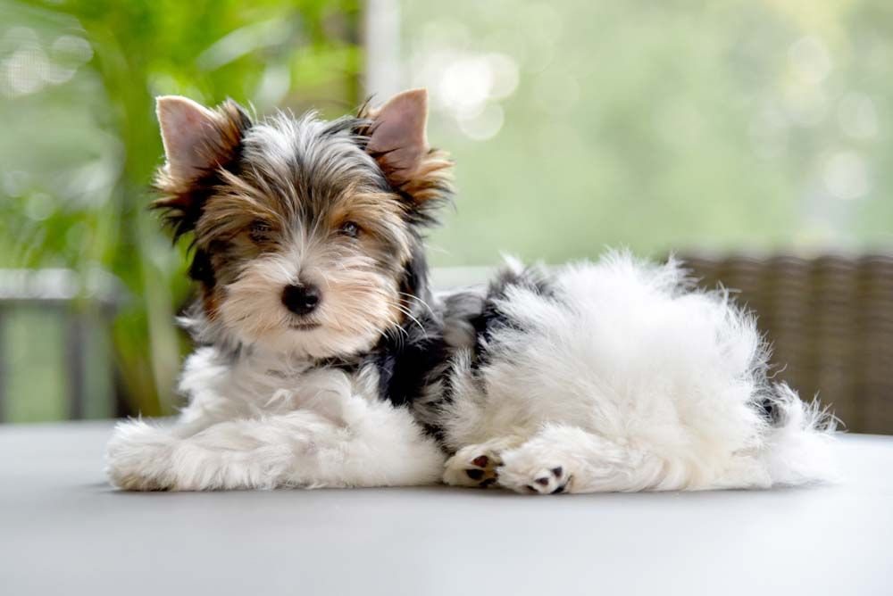 Problemas Biewer yorkshire Terrier