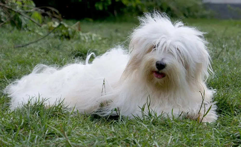 Problemas coton tulear