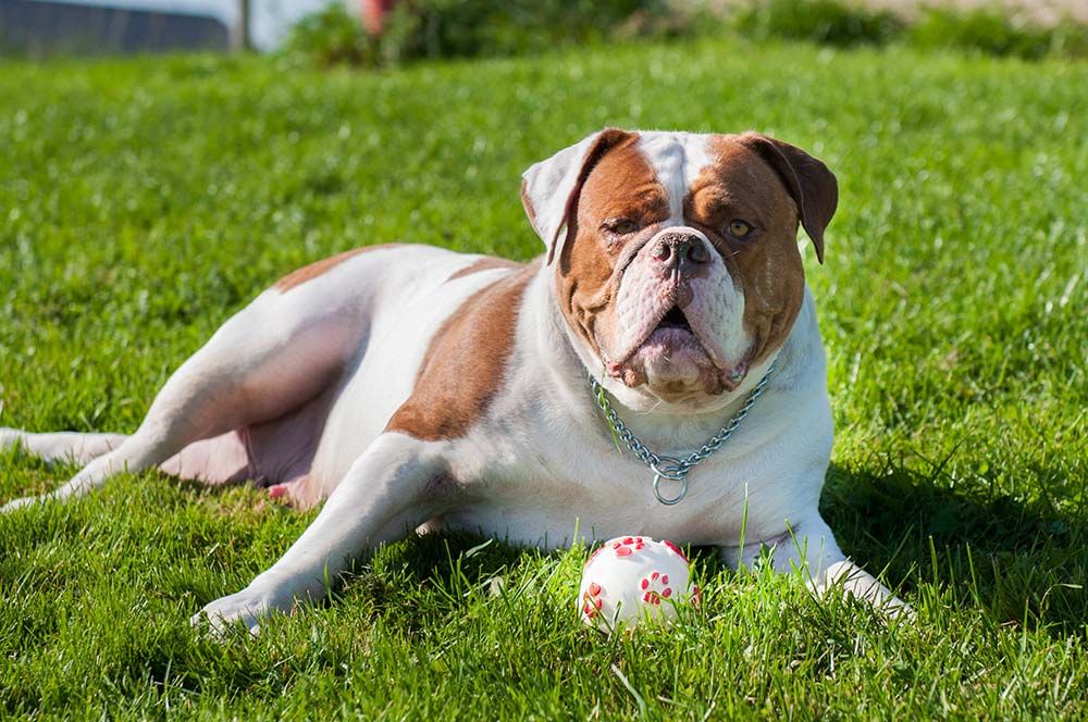 Problemas de Bulldog Americano