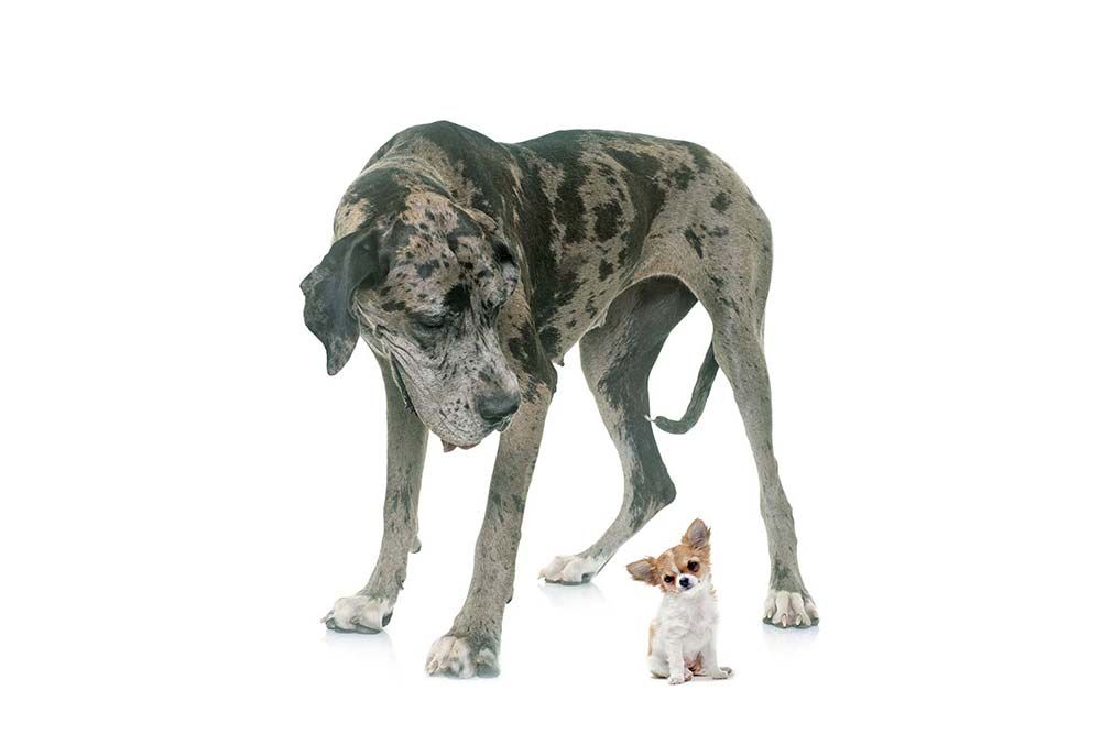 Problemas de salud comunes Gran danes