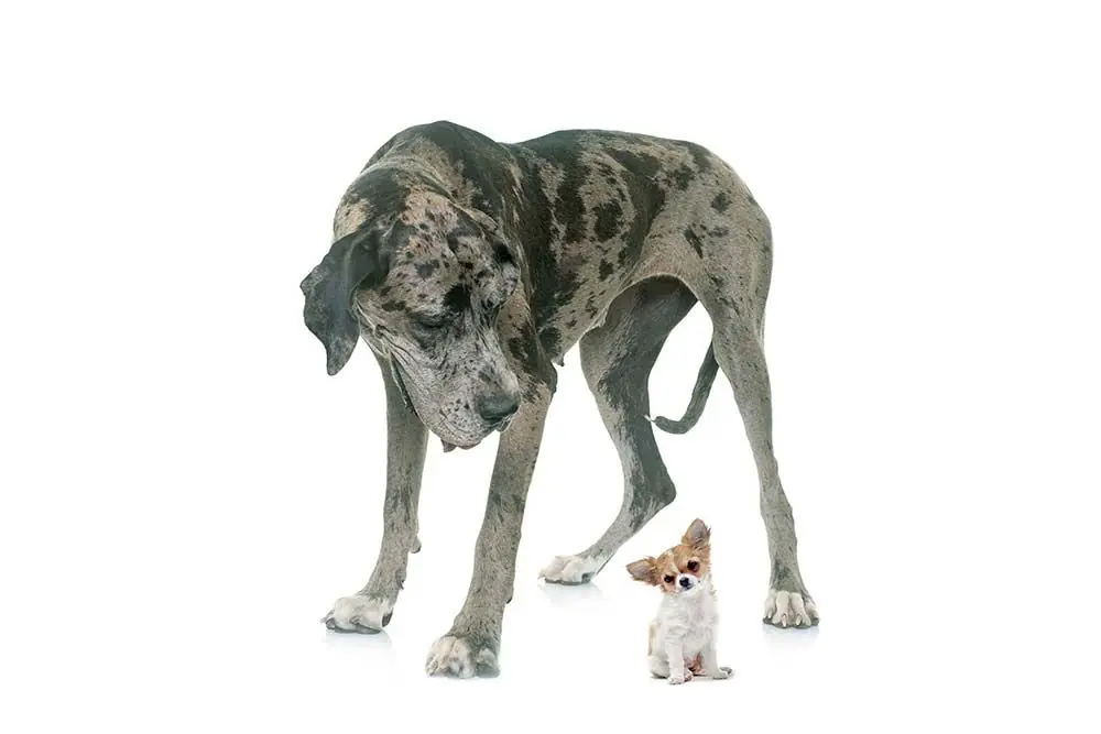 Problemas de salud comunes Gran danes