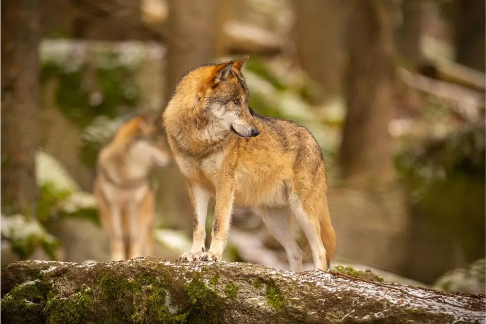 Problemas de salud mas comunes del Eurasier