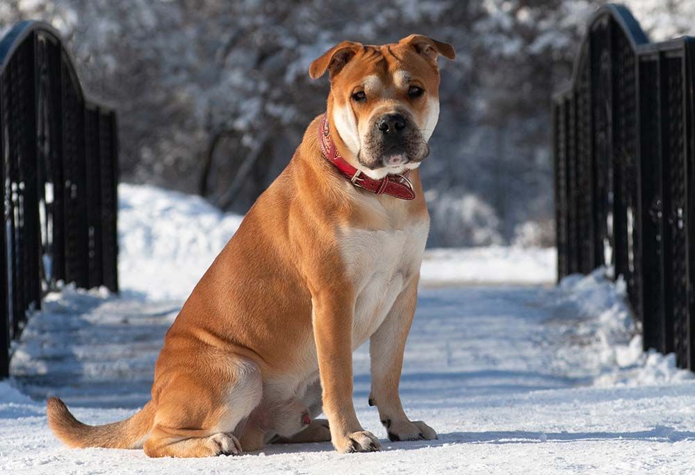 Problemas del Ca de bou