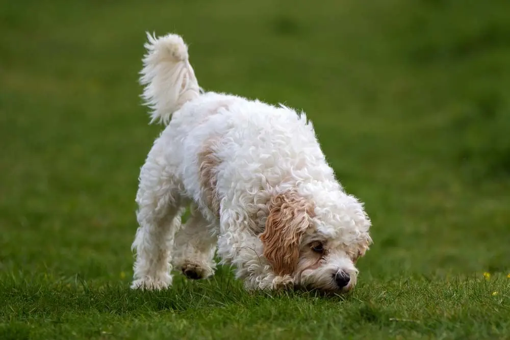 Problemas del cavachon