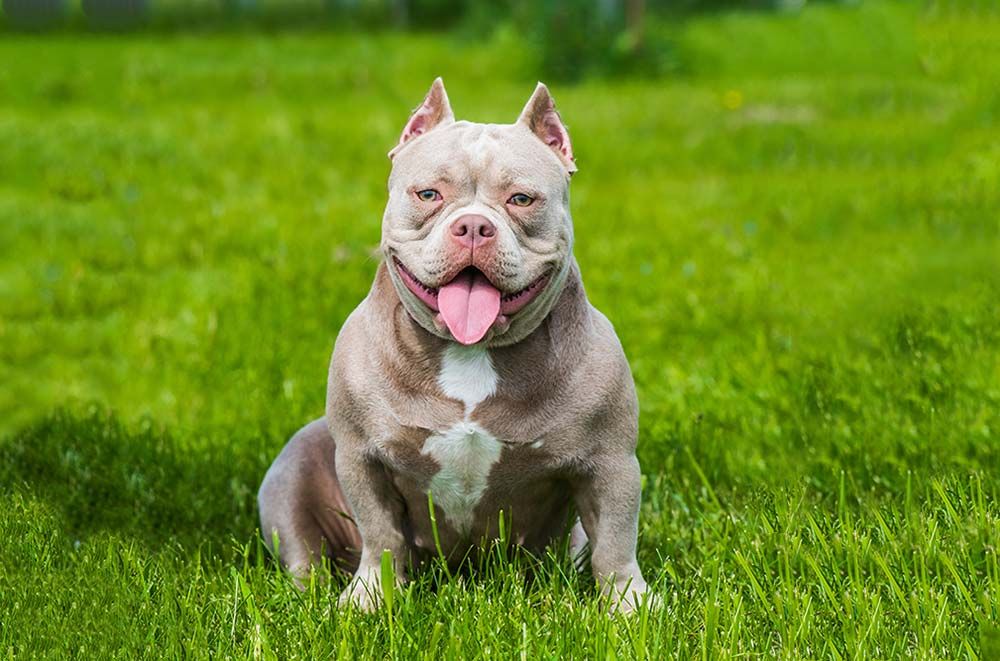 Problemas mas comunes American bully