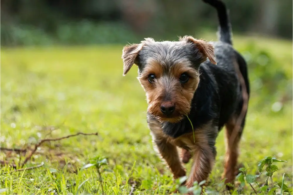 Problemas mas comunes del Fox Paulistinha o Terrier Brasileno