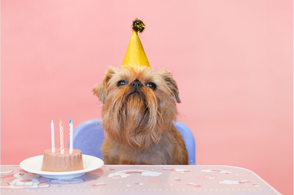 Problemas mas comunes del Grifon de Bruselas