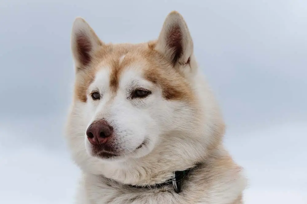 Problemas mas comunes del Husky inu