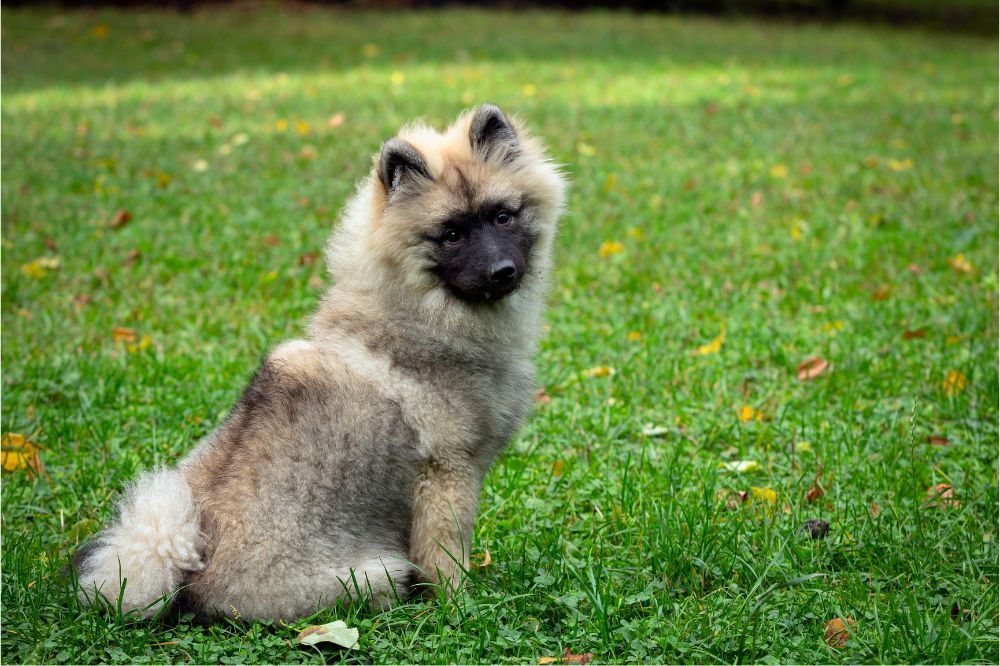 Problemas mas comunes del Keeshond