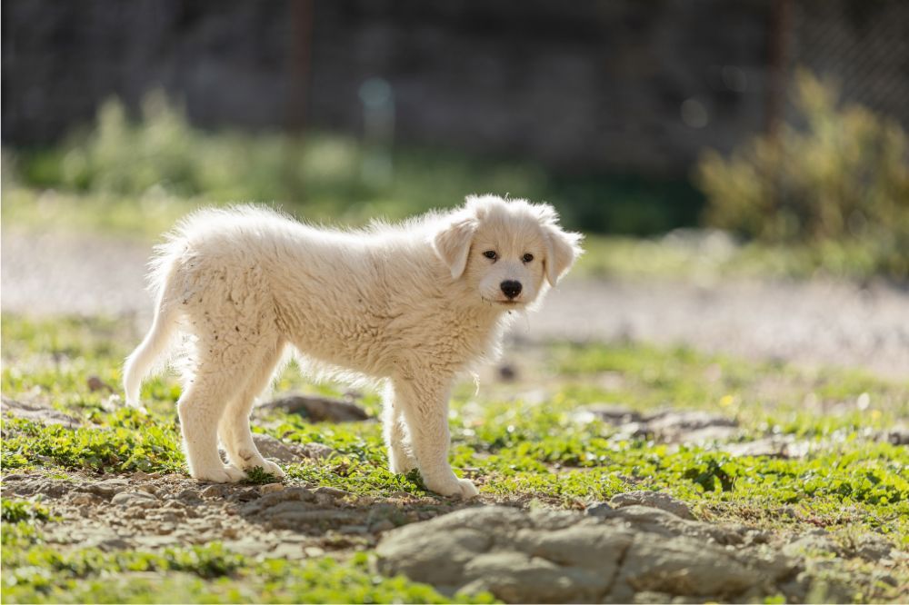 Problemas mas comunes del Kuvasz