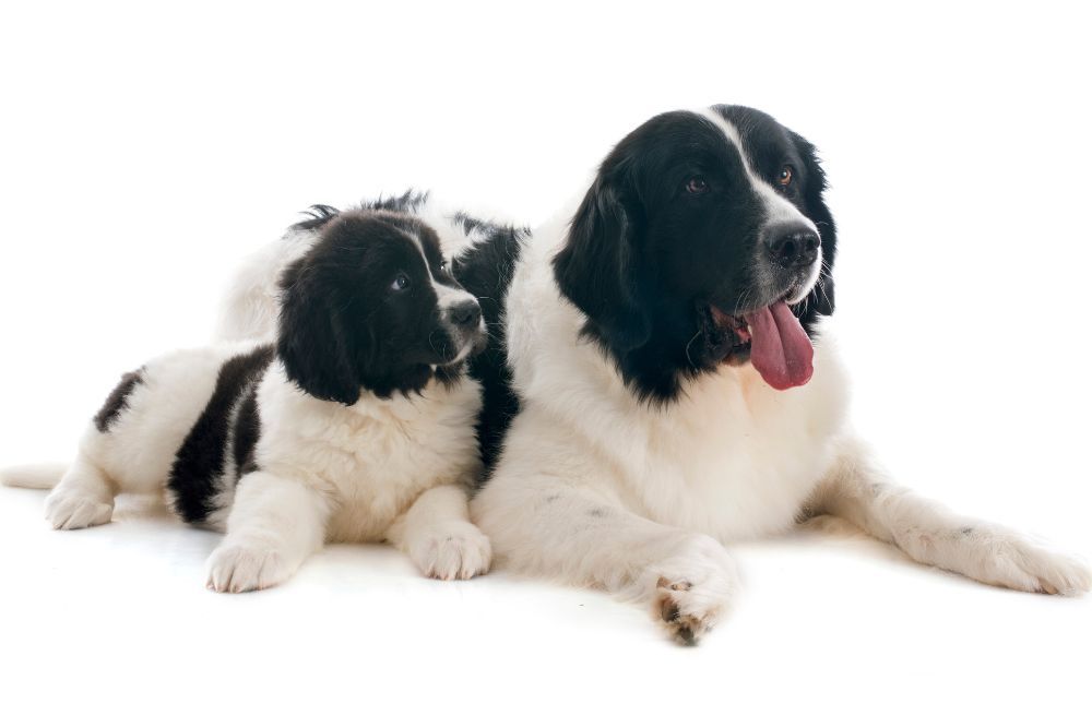 Problemas mas comunes del Landseer