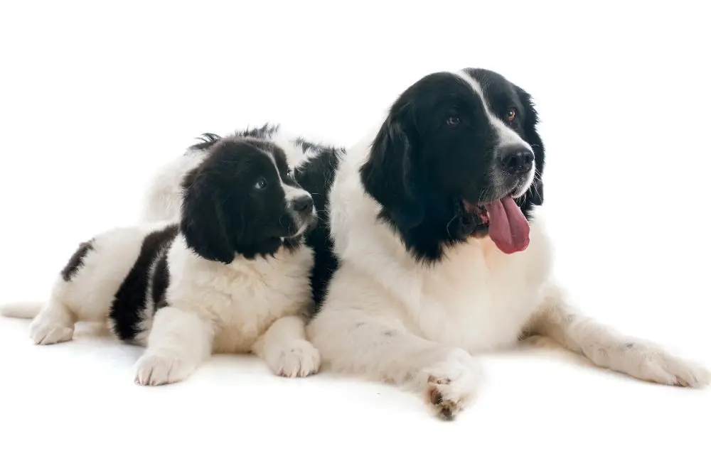 Problemas mas comunes del Landseer