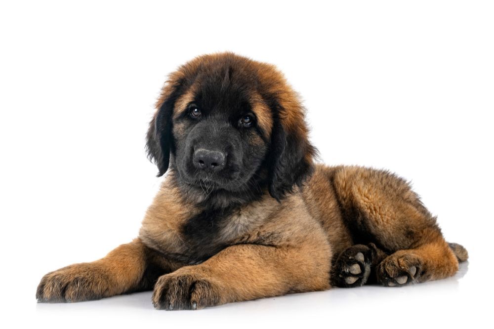 Problemas mas comunes del Leonberger
