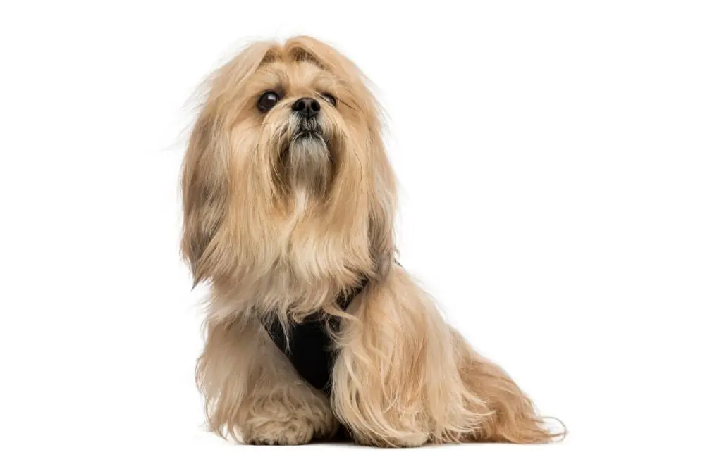 Problemas mas comunes del Lhasa Apso