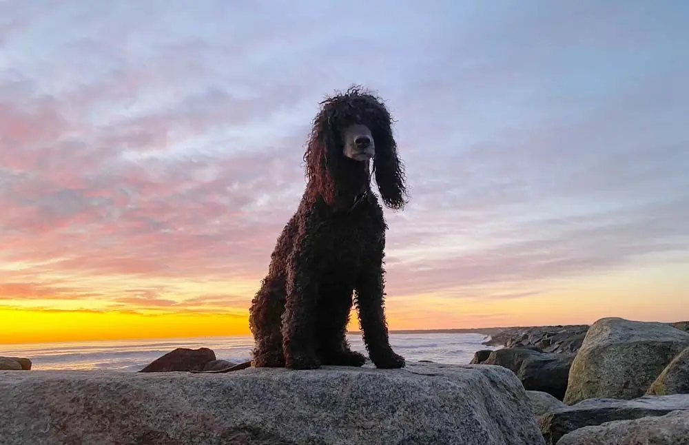Problemas mas comunes del Perro de agua irlandes