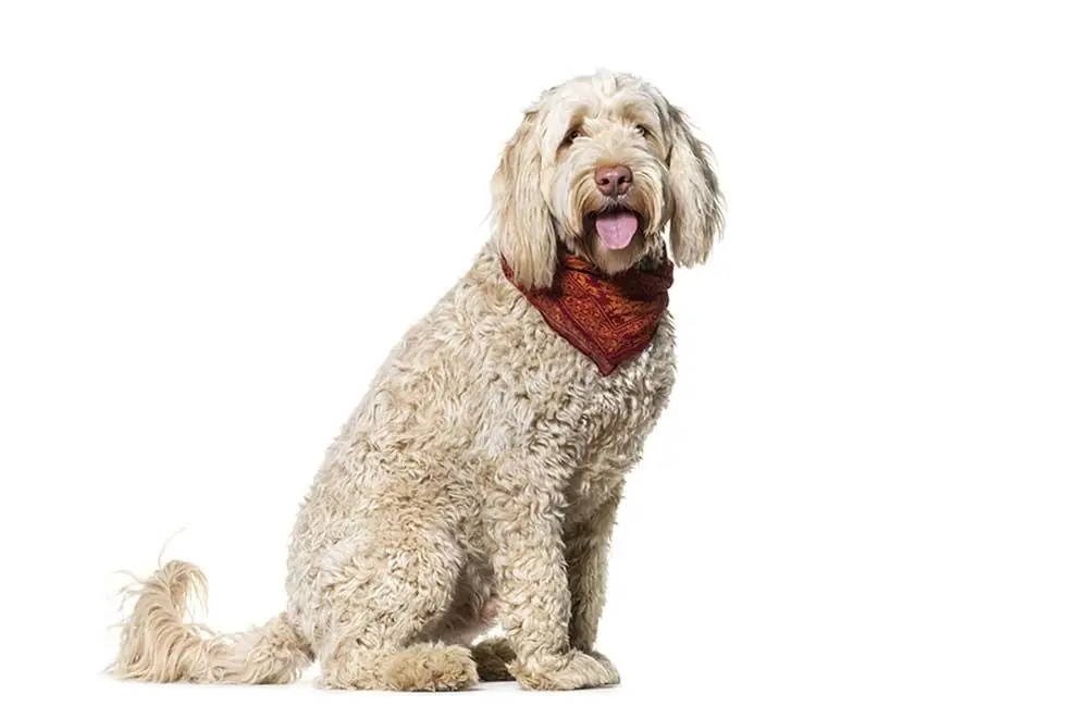 Problemas mas comunes del perro agua portugues