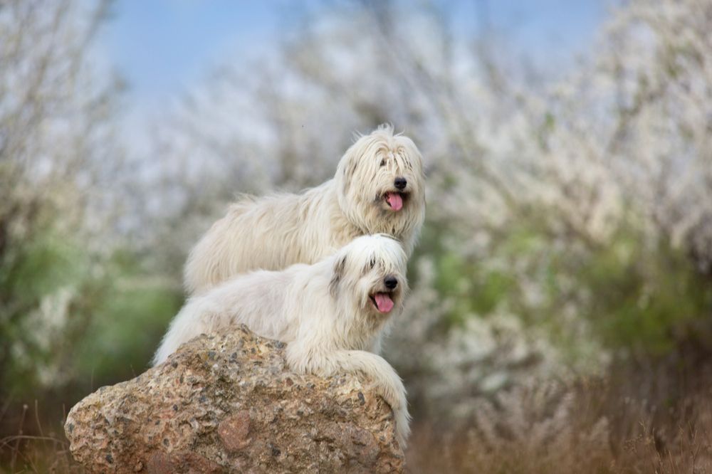 Problemes les plus courants du Berger de Russie meridionale
