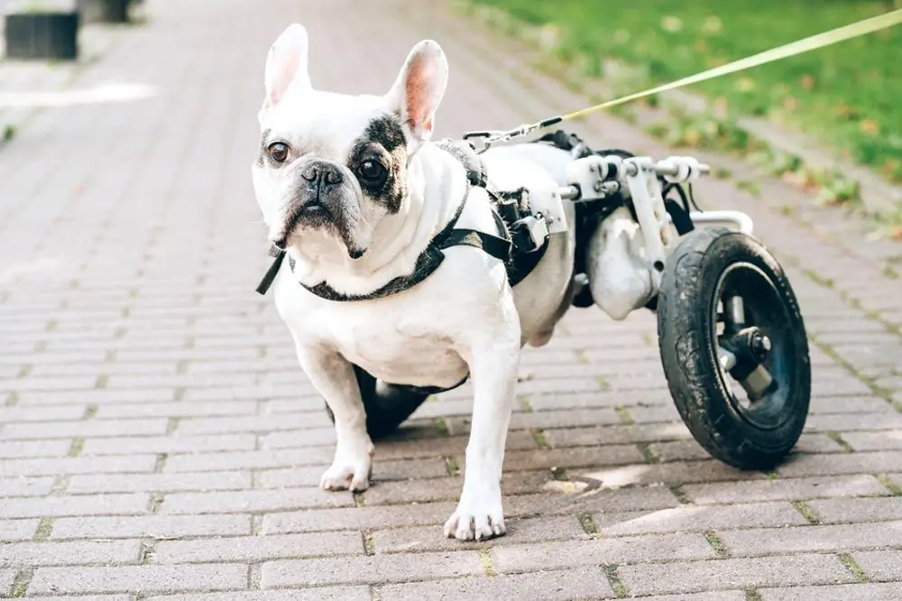 Problemi alle zampe posteriori: come aiutare un cane con questo problema