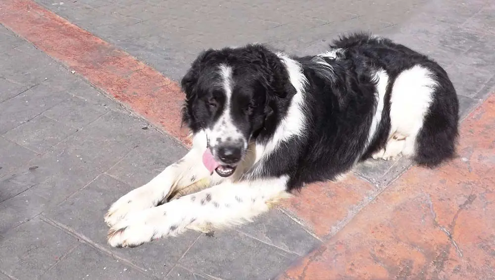 Procura cepillar su pelaje Mucuchies