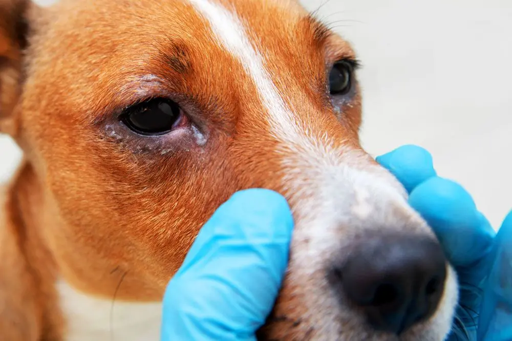 Proteggi gli occhi del tuo cane dall ambiente