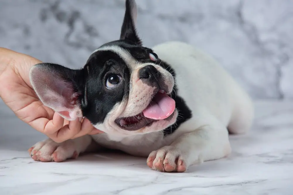 Pulire le orecchie del tuo cane: una guida semplice per prendersi cura del tuo amico a quattro zampe