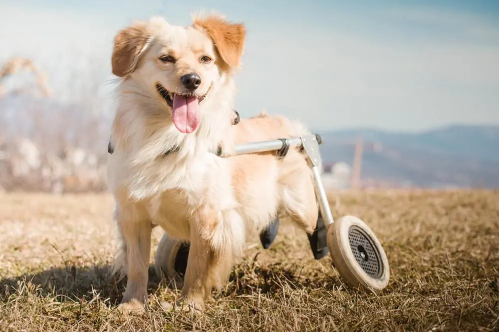 Quali sono le cause e i fattori di rischio Displasia cane