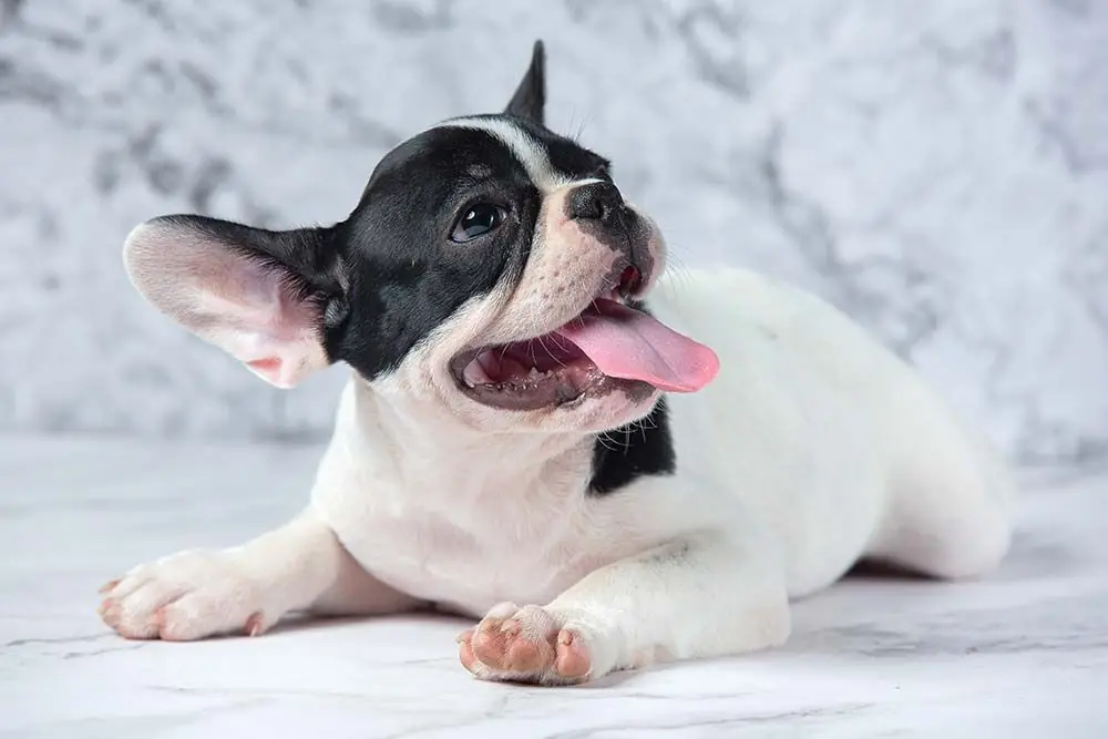 Quante volte al giorno il tuo cane di piccola taglia deve mangiare? Scoprilo qui!