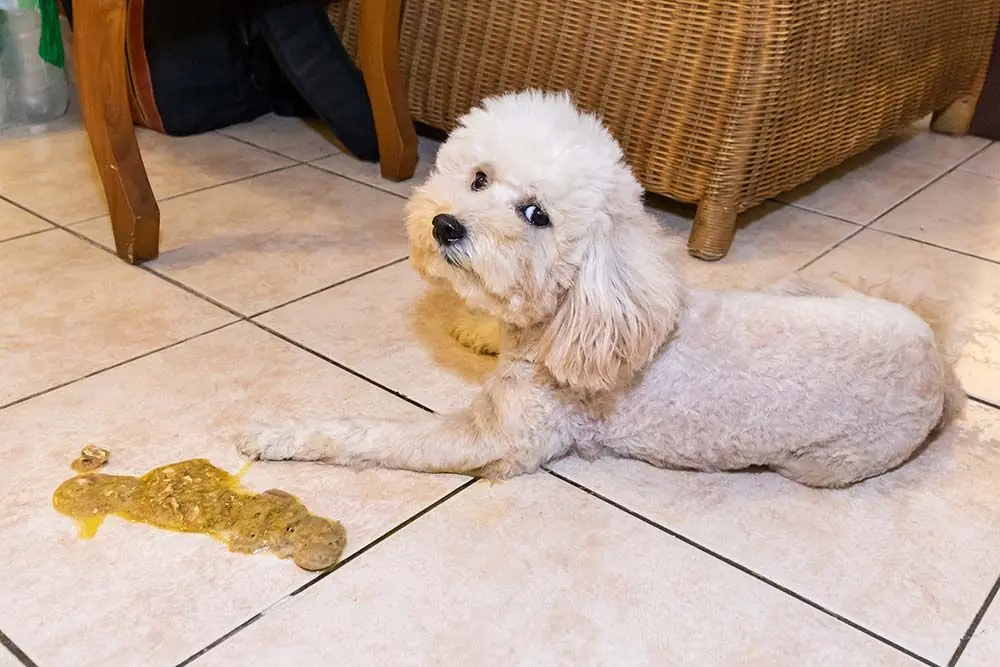 Que faire lorsque votre chien vomit de la nourriture : conseils utiles