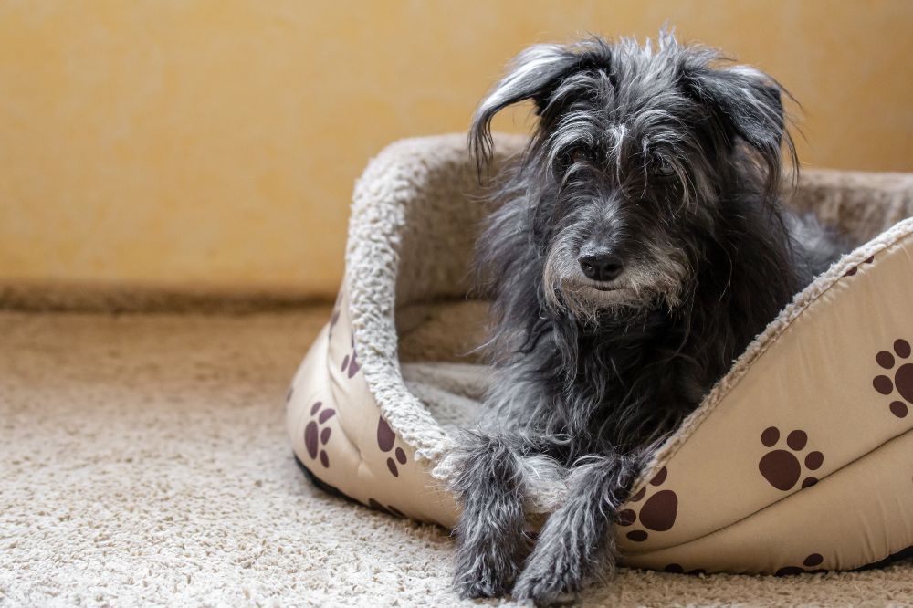 Que se passe t il si votre chien ne fait pas dexercice