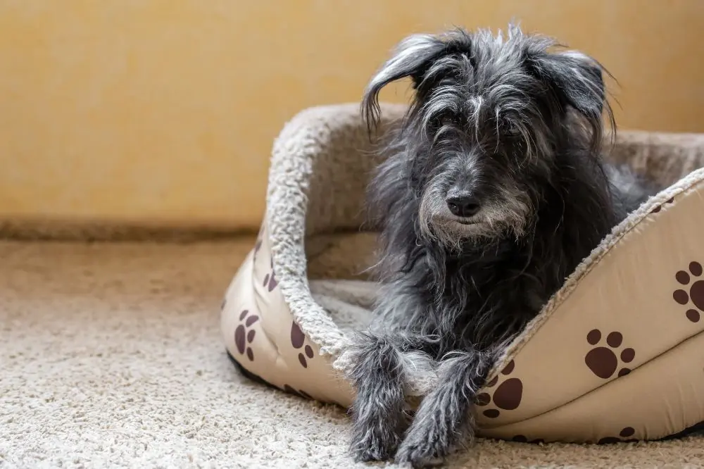 Que se passe t il si votre chien ne fait pas dexercice