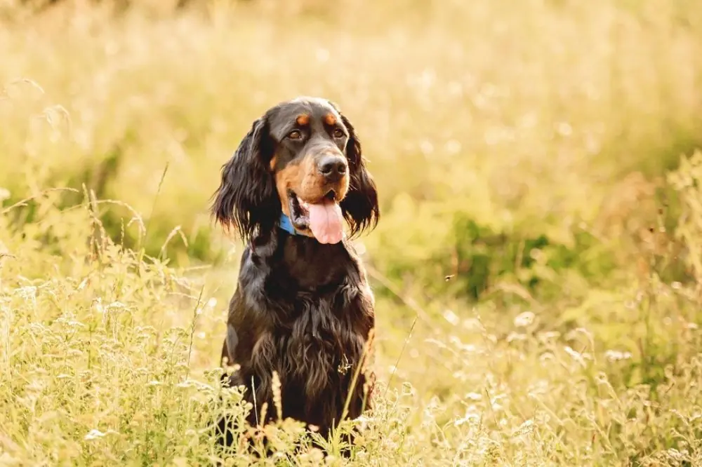 Quelle est la personnalite du Setter ecossais