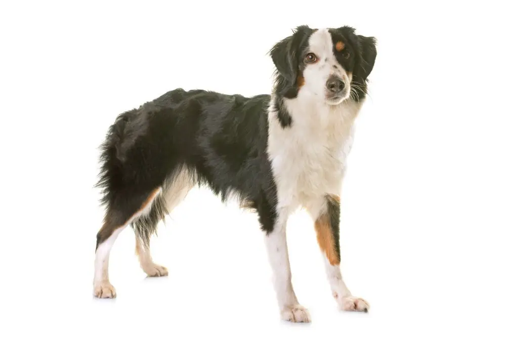 Quelles maladies faut il prevenir